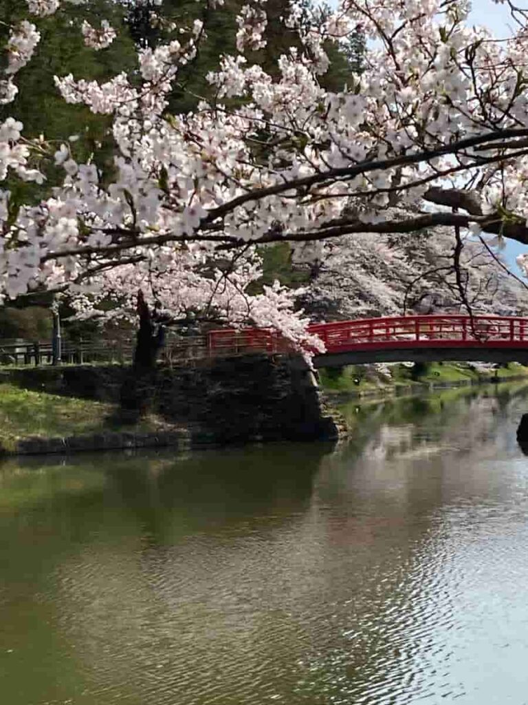 上杉神社の桜開花状況のお知らせ