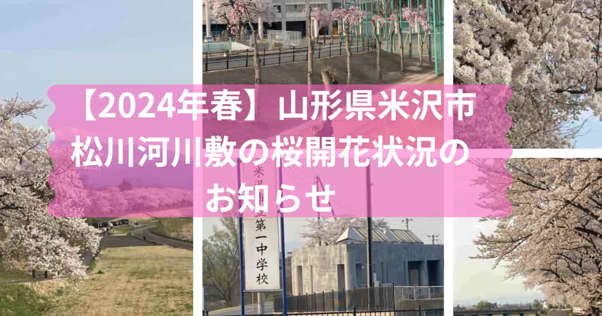 山形県米沢市、松川河川敷の桜開花状況のメイン画像