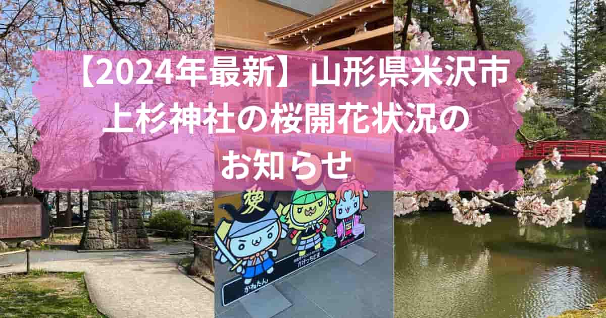 上杉神社の桜開花状況のお知らせのメイン画像