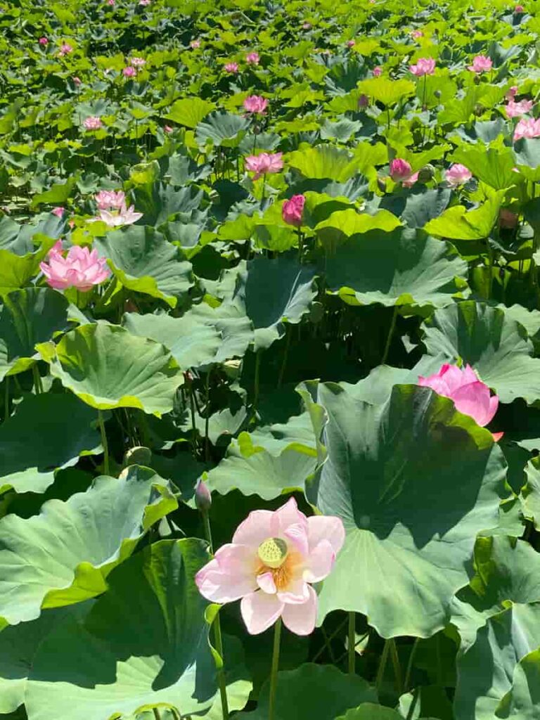 上杉神社の蓮の花