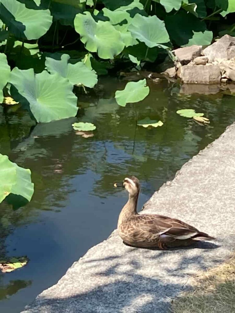 上杉神社の鴨