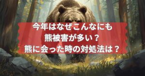 2025年に熊被害が多い理由と会った時の対処法について説明するメイン画像